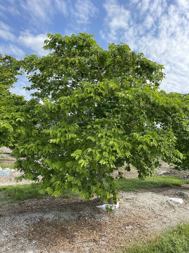 bulnesia-arborea-verawood