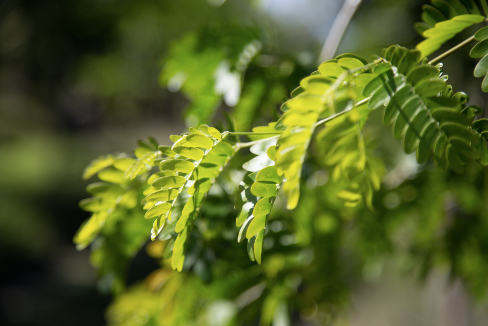 bulnesia-arborea-verawood