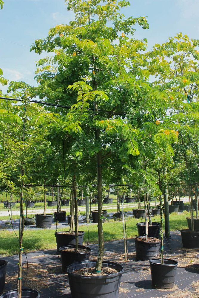 bulnesia-arborea-verawood