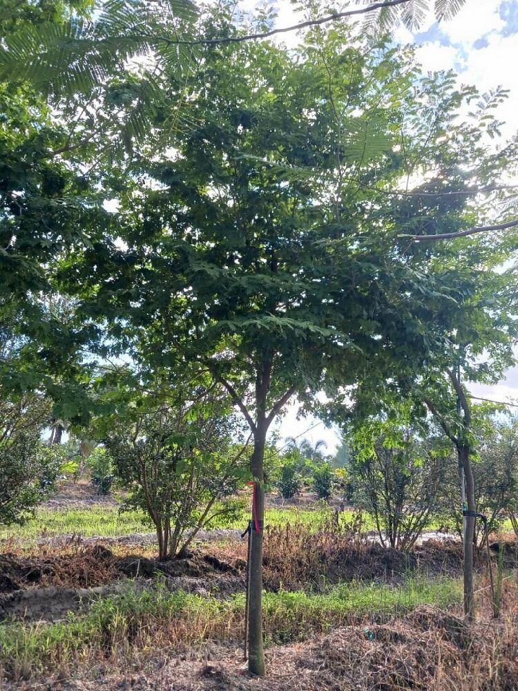 bulnesia-arborea-verawood