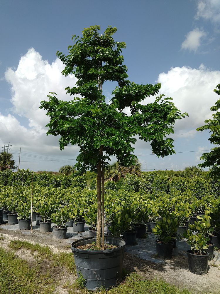 bulnesia-arborea-verawood