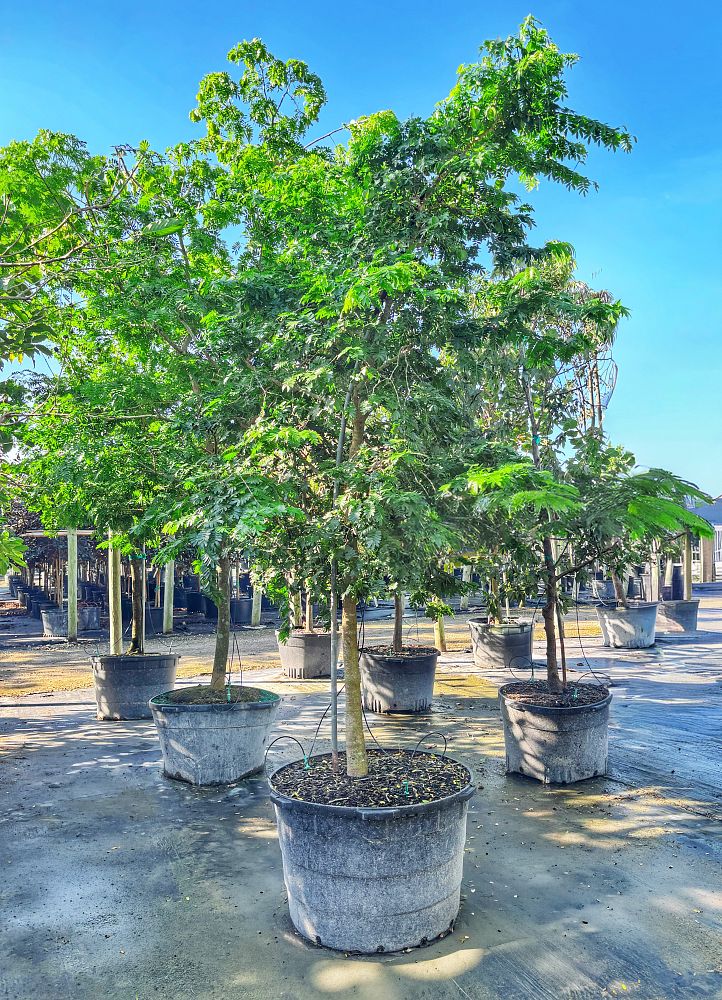 bulnesia-arborea-verawood