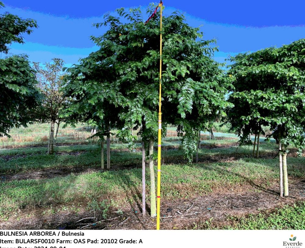 bulnesia-arborea-verawood