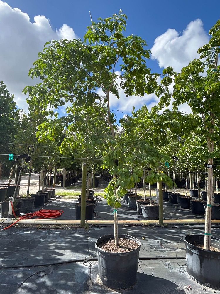 bulnesia-arborea-verawood