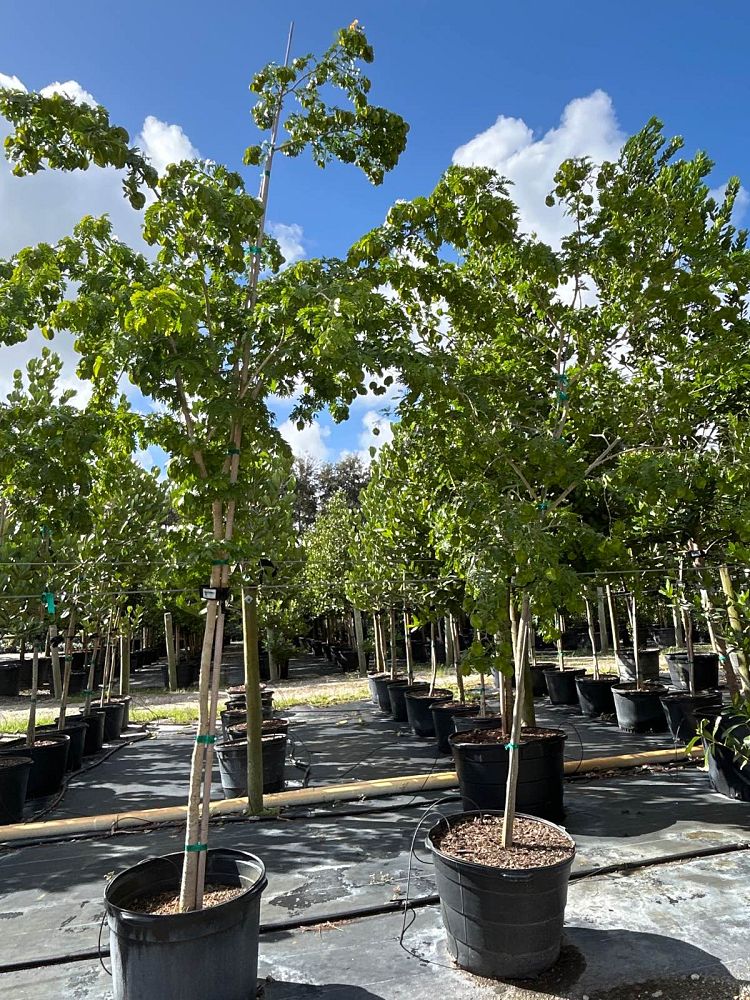 bulnesia-arborea-verawood