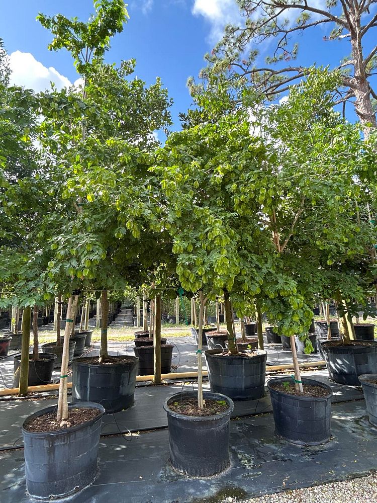 bulnesia-arborea-verawood