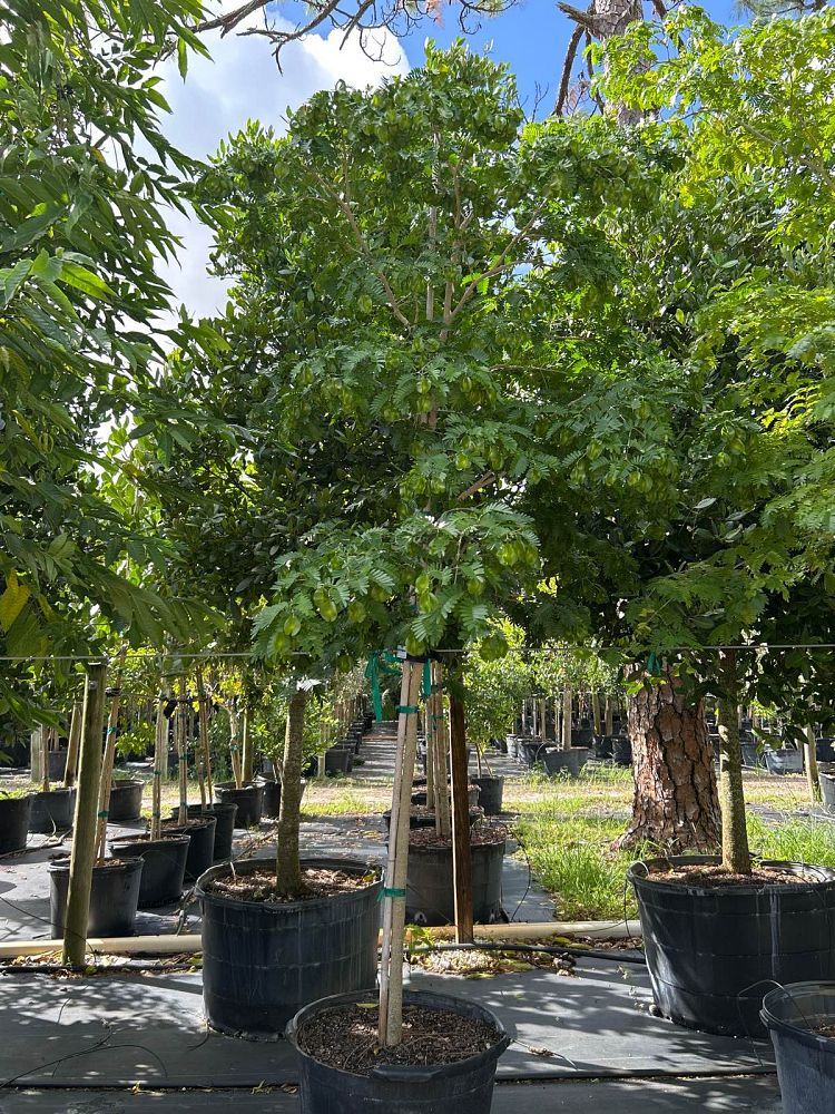 bulnesia-arborea-verawood