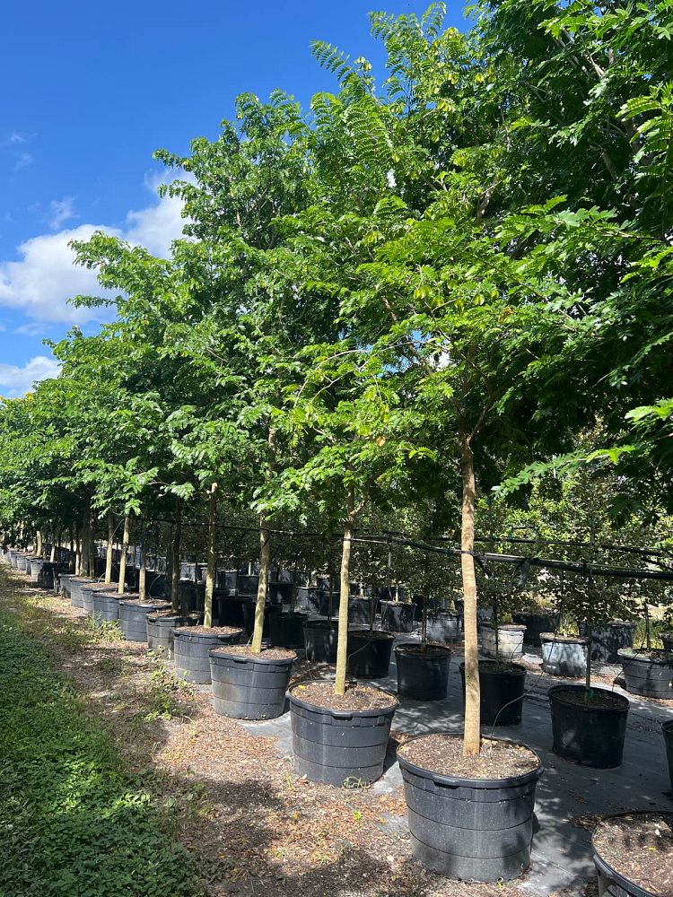 bulnesia-arborea-verawood