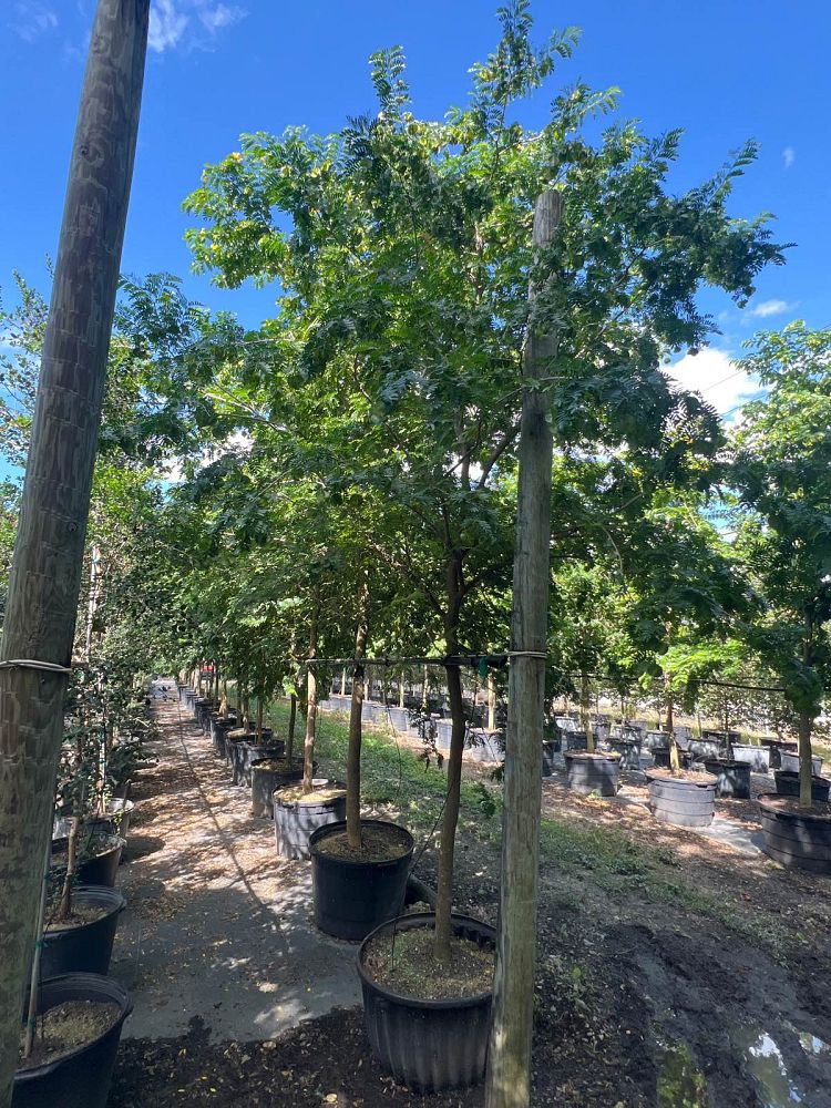 bulnesia-arborea-verawood