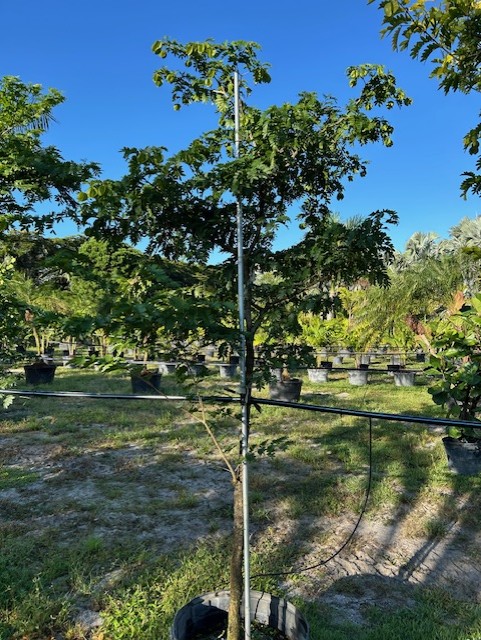 bulnesia-arborea-verawood