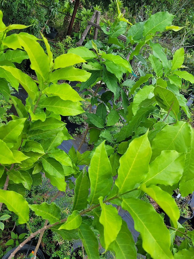 bunchosia-argentea-peanut-butter-tree