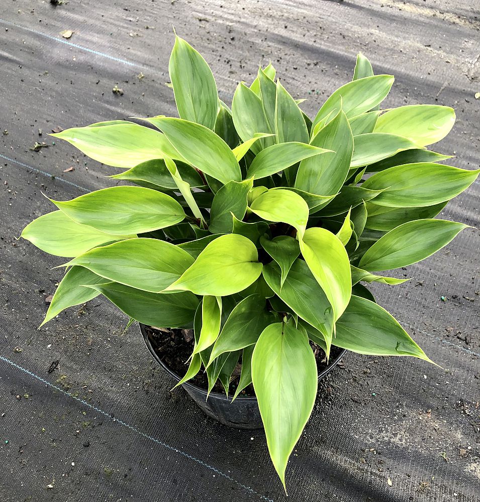 burbidgea-schizocheila-golden-ginger-vodoo-flame-ginger-golden-brush