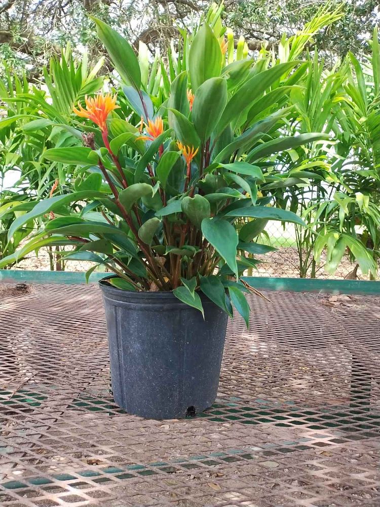 burbidgea-schizocheila-golden-ginger-vodoo-flame-ginger-golden-brush