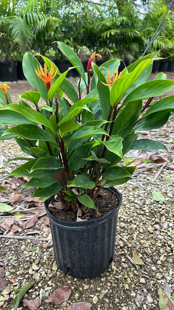 burbidgea-schizocheila-golden-ginger-vodoo-flame-ginger-golden-brush