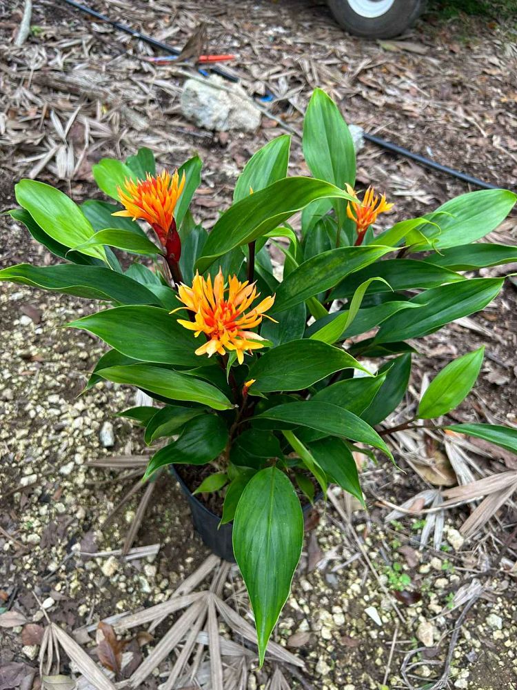 burbidgea-schizocheila-golden-ginger-vodoo-flame-ginger-golden-brush