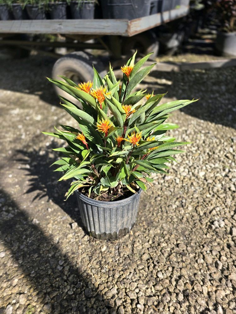 burbidgea-schizocheila-golden-ginger-vodoo-flame-ginger-golden-brush
