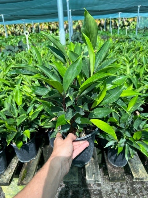 burbidgea-schizocheila-golden-ginger-vodoo-flame-ginger-golden-brush