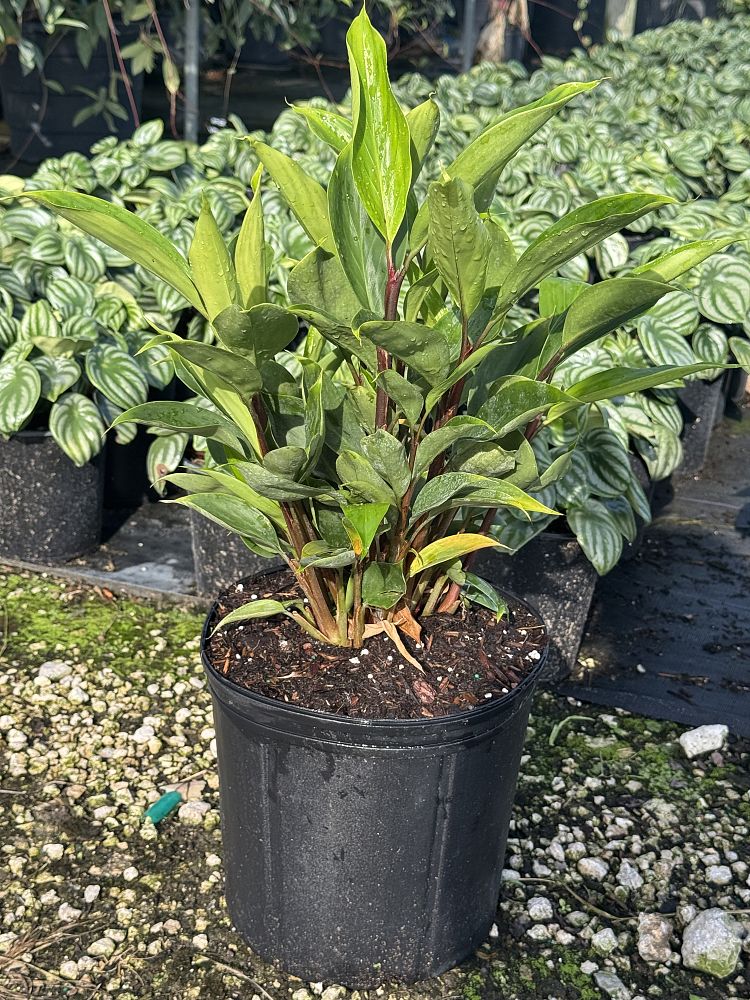 burbidgea-schizocheila-golden-ginger-vodoo-flame-ginger-golden-brush