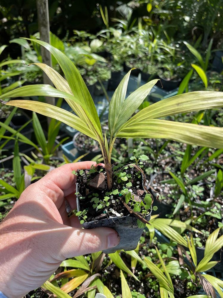 burretiokentia-vieillardii