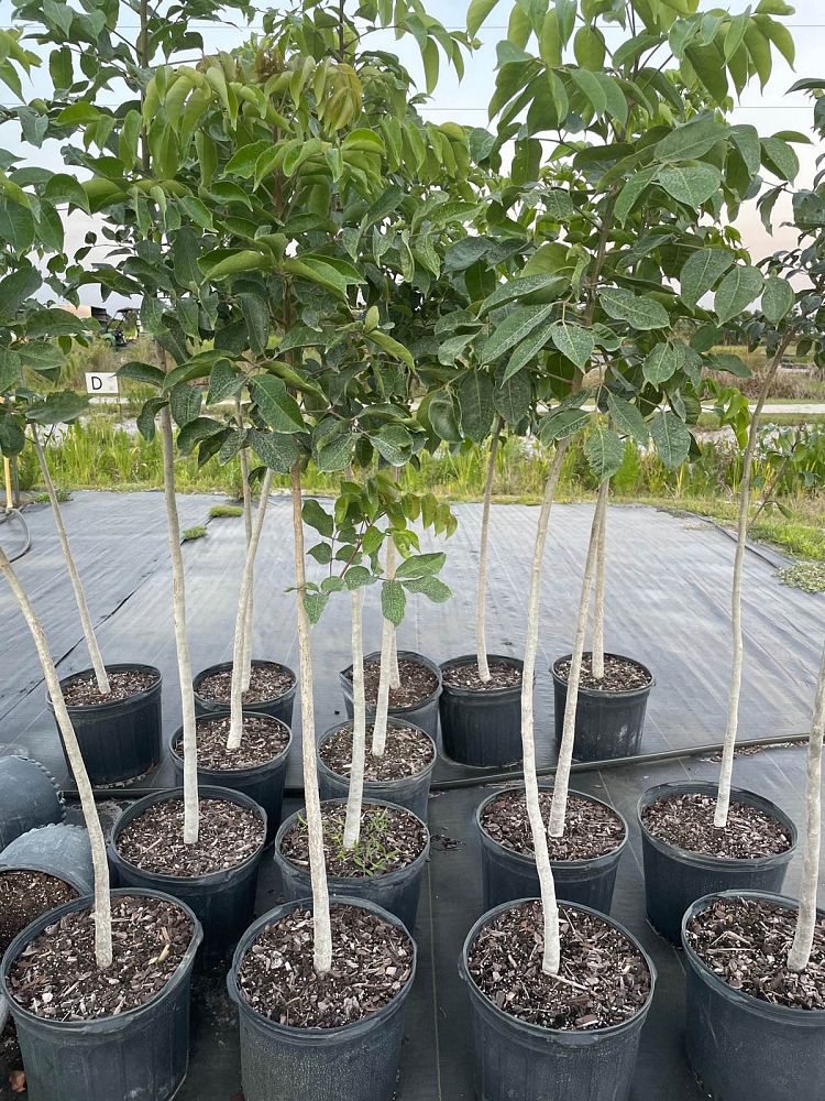 Natives of Corkscrew Nursery