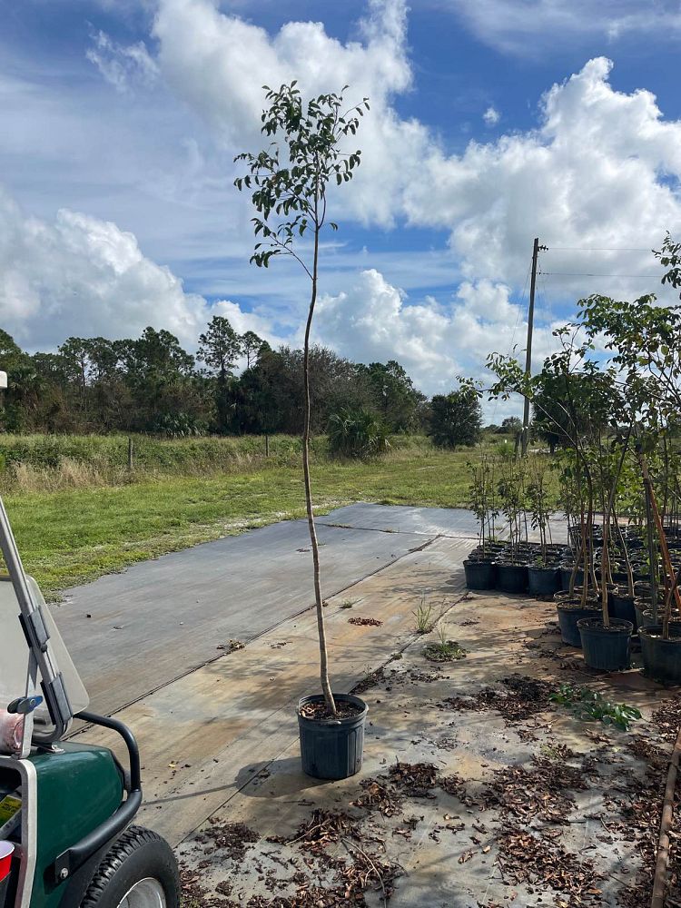 Natives of Corkscrew Nursery