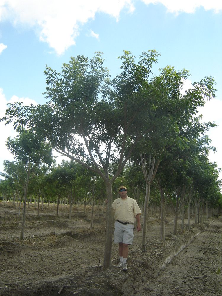 bursera-simaruba-gumbo-limbo