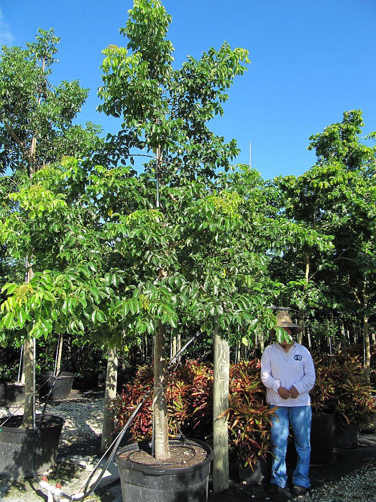 bursera-simaruba-gumbo-limbo