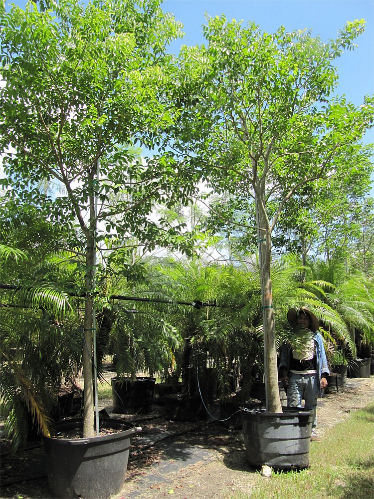 bursera-simaruba-gumbo-limbo