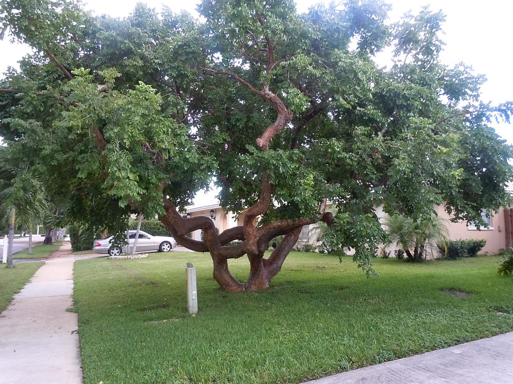 bursera-simaruba-gumbo-limbo