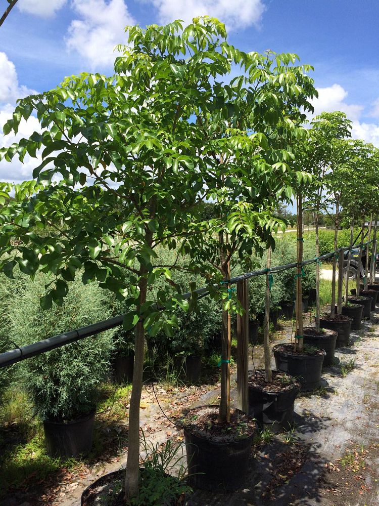 bursera-simaruba-gumbo-limbo