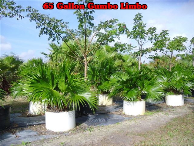 bursera-simaruba-gumbo-limbo