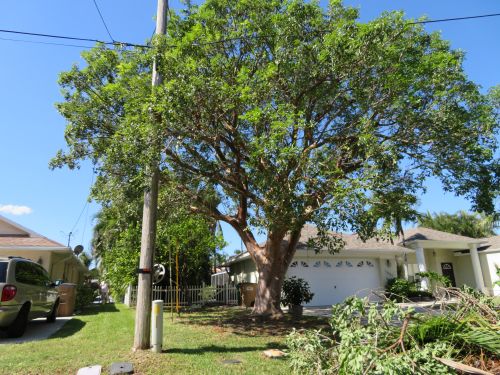 bursera-simaruba-gumbo-limbo