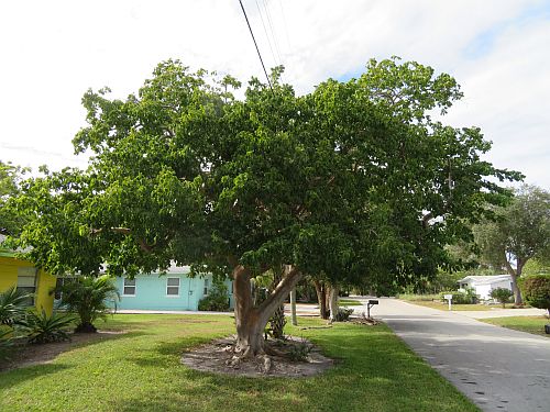 bursera-simaruba-gumbo-limbo
