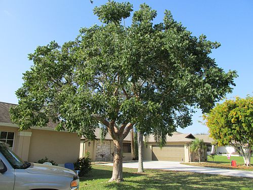 bursera-simaruba-gumbo-limbo