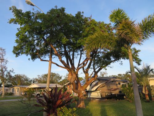 bursera-simaruba-gumbo-limbo