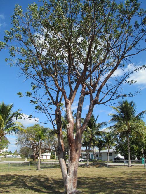 bursera-simaruba-gumbo-limbo