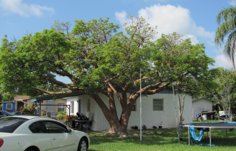 bursera-simaruba-gumbo-limbo