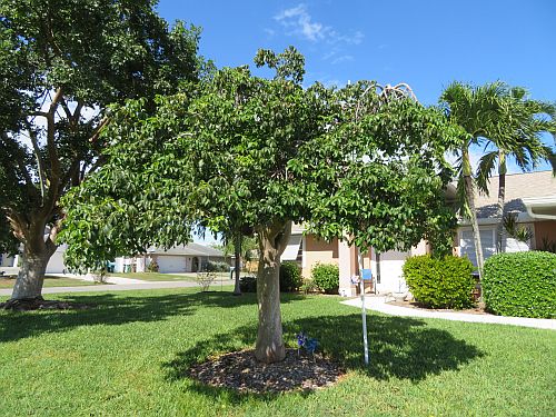 bursera-simaruba-gumbo-limbo