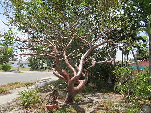 bursera-simaruba-gumbo-limbo