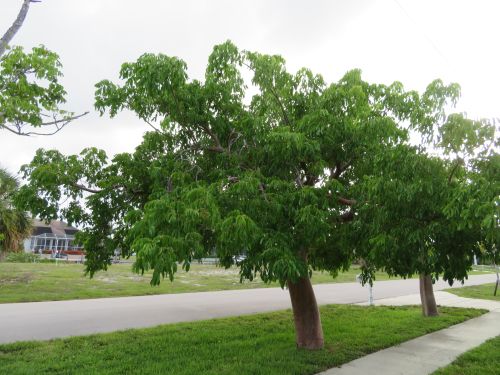 bursera-simaruba-gumbo-limbo