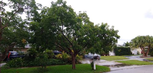 bursera-simaruba-gumbo-limbo