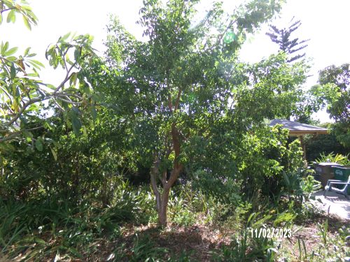 bursera-simaruba-gumbo-limbo