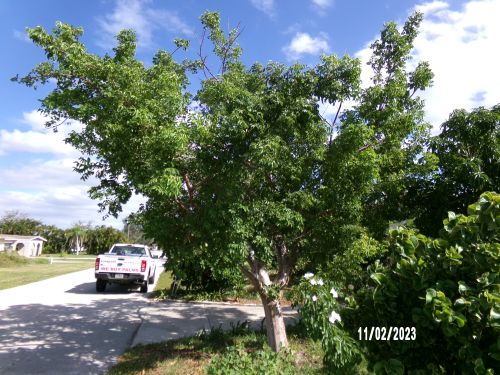 bursera-simaruba-gumbo-limbo