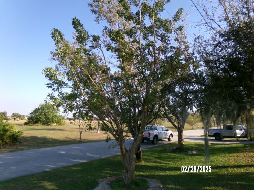 bursera-simaruba-gumbo-limbo