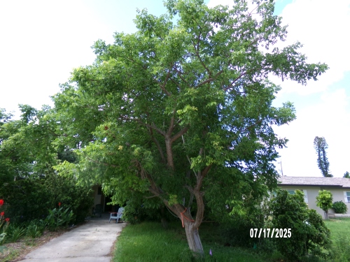 bursera-simaruba-gumbo-limbo