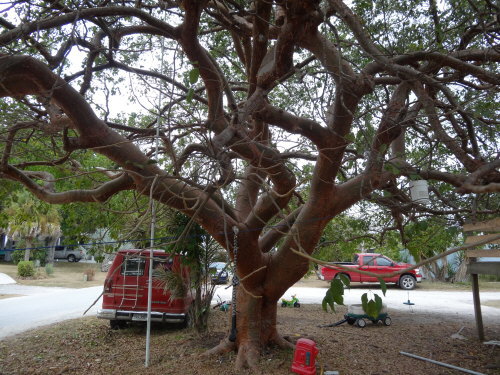 bursera-simaruba-gumbo-limbo