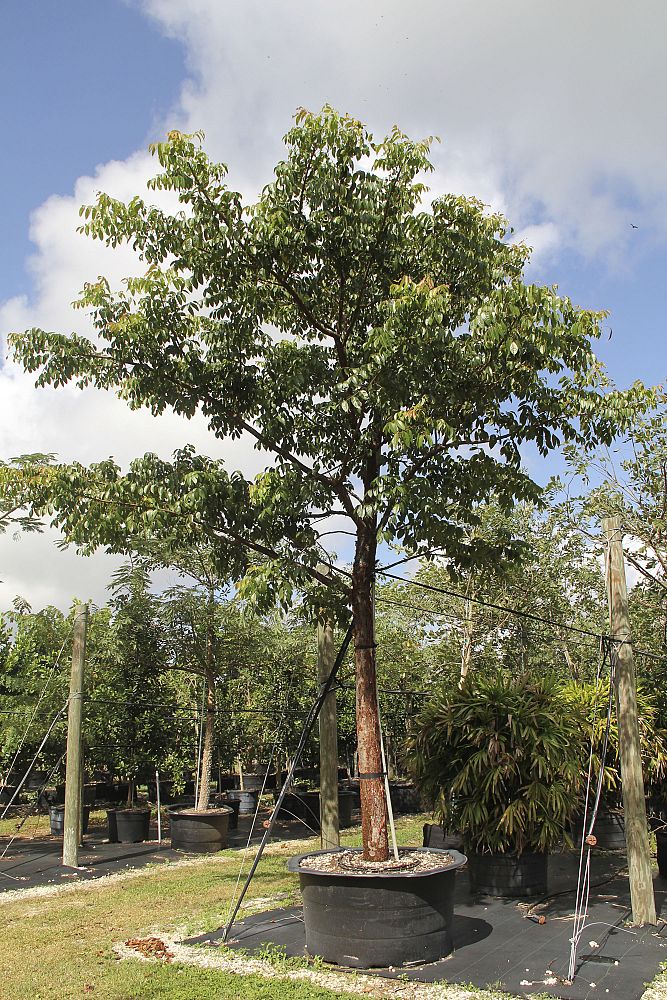 bursera-simaruba-gumbo-limbo