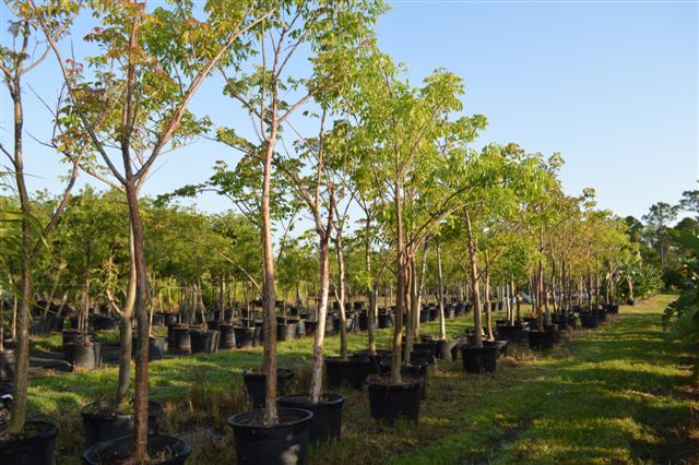 bursera-simaruba-gumbo-limbo