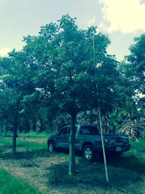 bursera-simaruba-gumbo-limbo