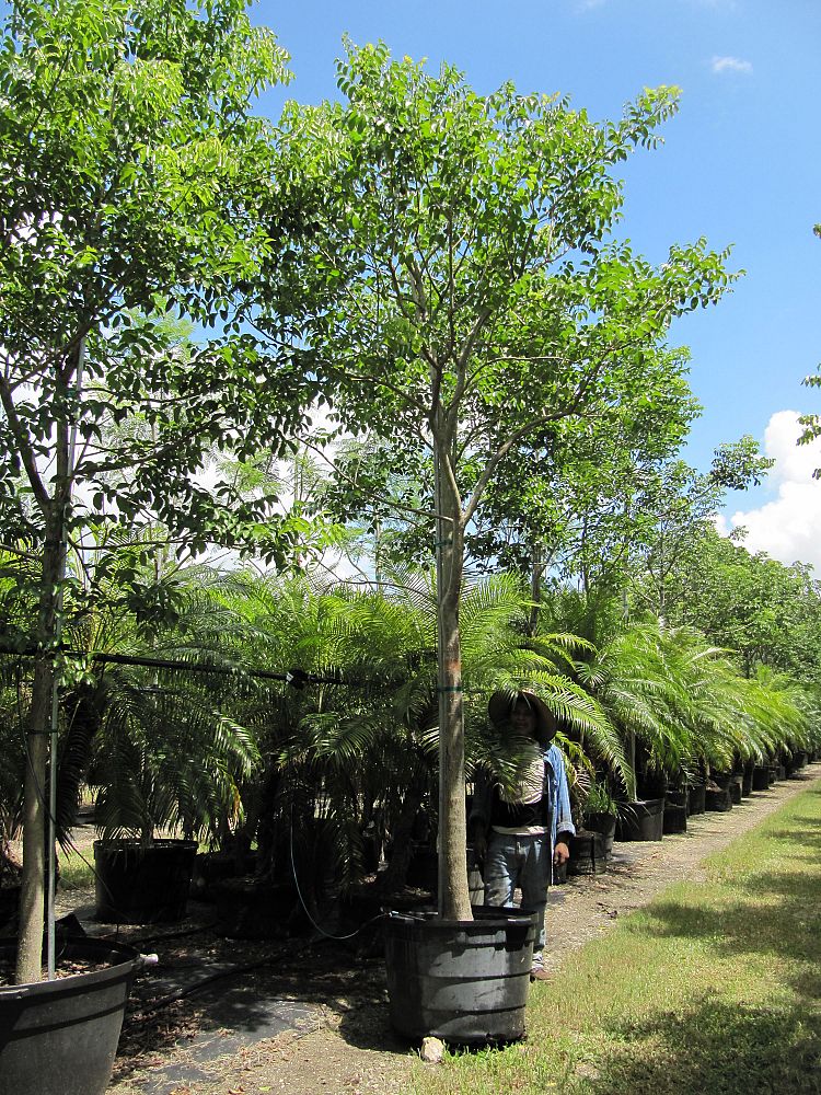 bursera-simaruba-gumbo-limbo